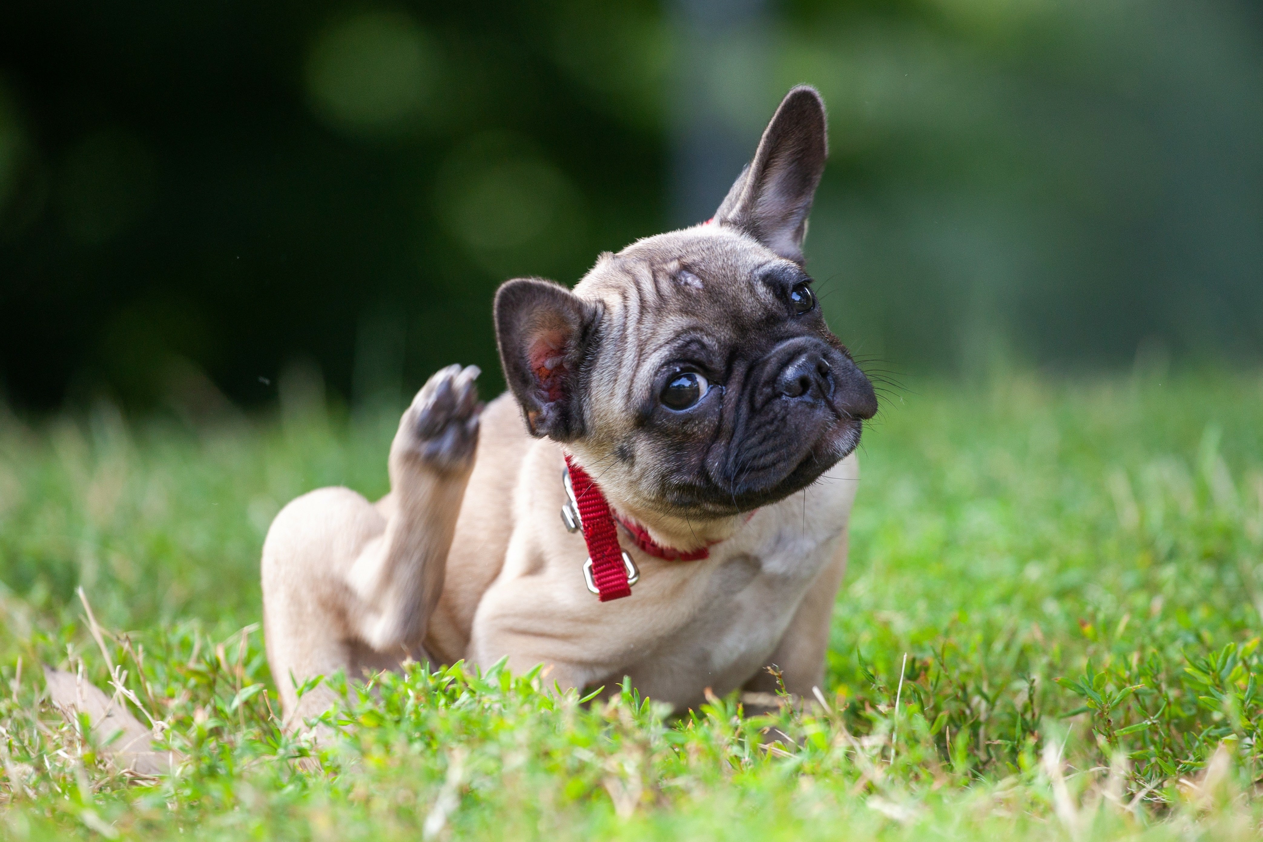 What causes hot spots (moist dermatitis) in dogs? 