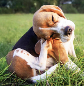 What causes hot spots (moist dermatitis) in dogs? 