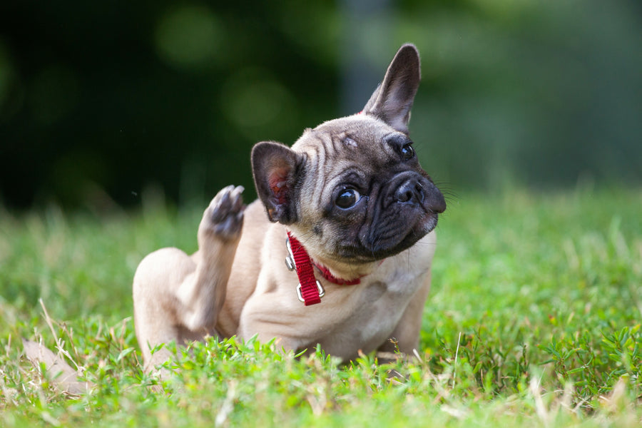 Hot spot treatment for dogs